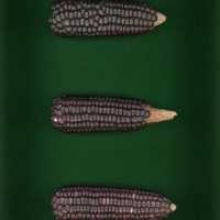 CIMMYTMA 18874 MICH 232 BA22U-2903-17 E.jpg