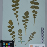 CIP 760484 herbarium