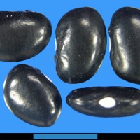 G15977 seed.jpg