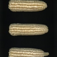 CIMMYTMA 26863 GUAN 455 BA22U-2903-82 E1.jpg