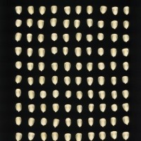 CIMMYTMA 26863 GUAN 455 BA22U-2903-82 K.jpg