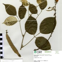 22375 herbarium