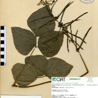 17325 herbarium