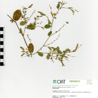 21140 herbarium