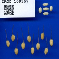 IRGC 109357 Seed Photo