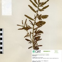 9734 herbarium