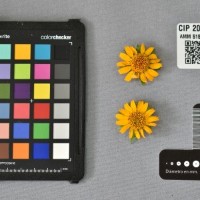 CIP 205013 (flower).jpg