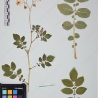 CIP 761195_OCHS 11299_04.jpg