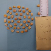 CIMMYTMA 7482 - Reference inventory.jpg