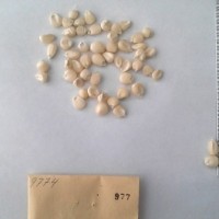 CIMMYTMA 977 - Reference Inventory.jpg