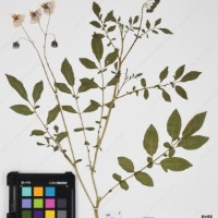 CIP 763474_OCHS 12061a_16.jpg