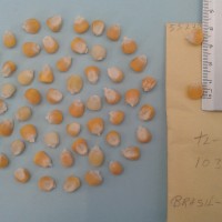 CIMMYTMA 5522 - Reference Inventory.jpg