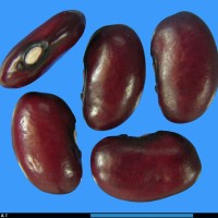 G1917 seed.jpg