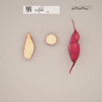 CIP 400473 (root).jpg