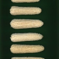 CIMMYTMA 5823 CUBA 13 AF21A 0903 131 C1550 _compress.jpg