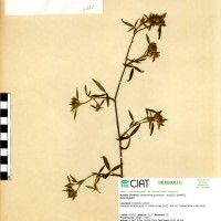 1835 herbarium