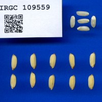 IRGC 109559 Seed Photo