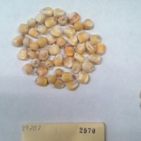 CIMMYTMA 2970 - Reference Inventory.jpg