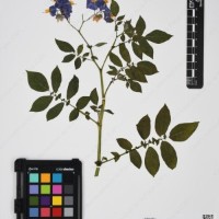 CIP 760245_HHCH 4498_03.jpg