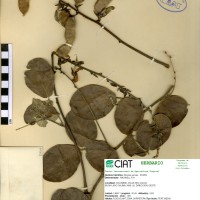 8434 herbarium
