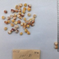 CIMMYTMA 779 - Reference Inventory.jpg