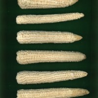 CIMMYTMA 179 GUER 96 AF19A-0903-169 C.jpg