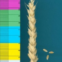 CWI3157_52594_486.jpg