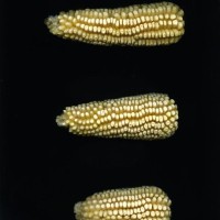 CIMMYTMA 7733 PUEB 524 BA23U-2903-32 E1.jpg