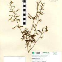 17797 herbarium