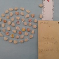 CIMMYTMA 6023 - Reference Inventory.jpg