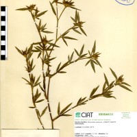 63 herbarium