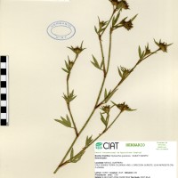 11269 herbarium