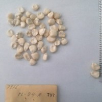 CIMMYTMA 797 - Reference Inventory.jpg