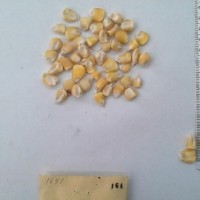 CIMMYTMA 164 - Reference Inventory.jpg