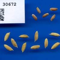 IRGC 30672 Seed Photo