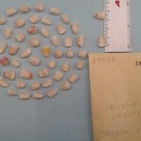 CIMMYTMA 5965 - Reference Inventory.jpg