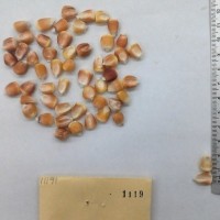 CIMMYTMA 1119 - Reference Inventory.jpg