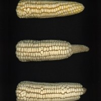 CIMMYTMA 179 GUER 96 AF19A-0903-169 E.jpg