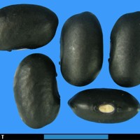 G1964 seed.jpg