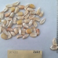 CIMMYTMA 2062 - Reference Inventory.jpg