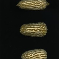 CIMMYTMA 16505 PUEB 543 TC24U-2903-265 E1.jpg