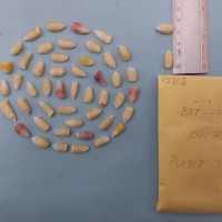 CIMMYTMA 7580 - Reference inventory.jpg