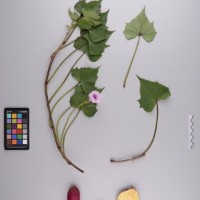 CIP 420351 (full plant).jpg