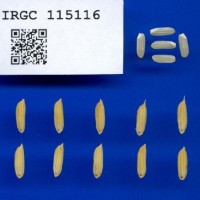 IRGC115116.jpg