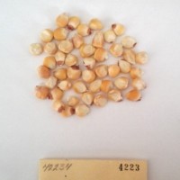 CIMMYTMA 4223 - Reference Inventory.jpg