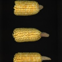 CIMMYTMA 7465 BRAZ 1095 AF22A-0903-133 E1_compress.jpg