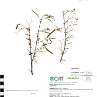 21376 herbarium