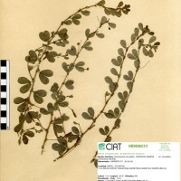 8556 herbarium