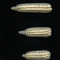 CIMMYTMA 5191 GUAT 131 AF18A-0903-183 E1.jpg