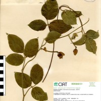 15844 herbarium